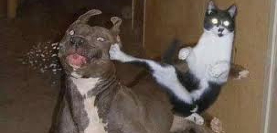 Cats vs Dogs
