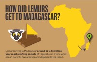 Lemur Facts