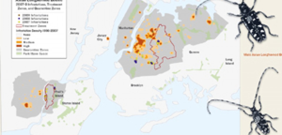 Asian Longhorned Beetles from Chinese Wood Pallets Invading New York City! [Infographic]