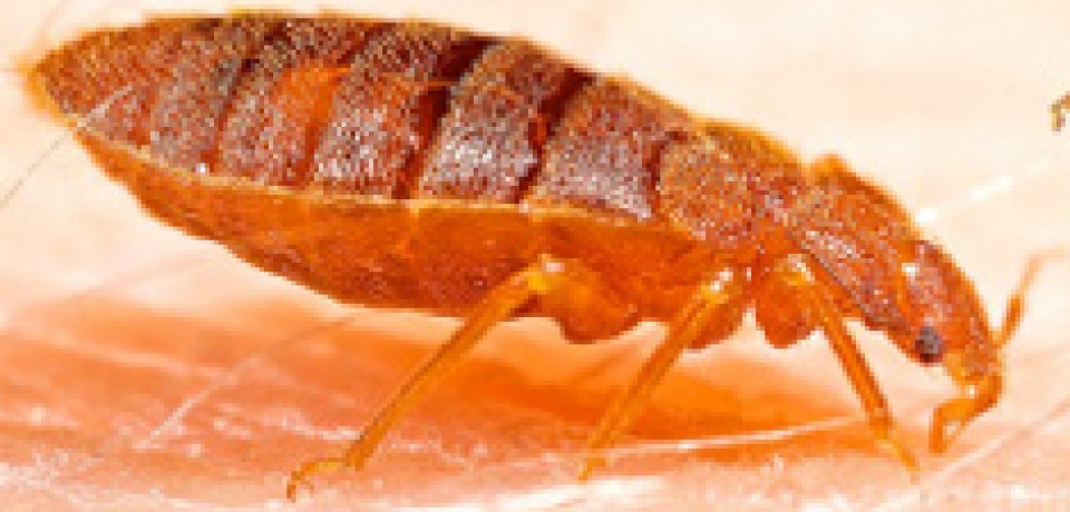 Bedbugs: The Life of a Mini-Monster