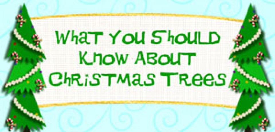 What You Should Know About Christmas Trees